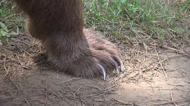 Close view of brown bear claw long nails during walking motion shows wild animal detail. Grizzly paw with sharp claws appears in movement, mammal texture scene powerful wildlife feature.