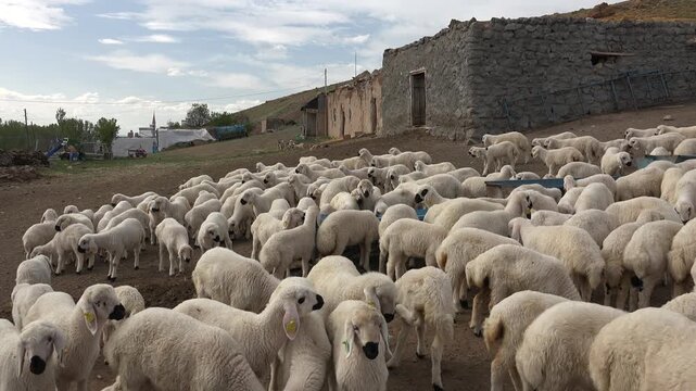 Tajikistan village shows sheep flock beside traditional houses, reflecting modest herding life. Quiet settlement and ovine group suggest pastoral livelihood within remote mountain community.