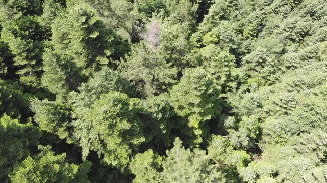 Drone view rises above dense mixed forest with broadleaf trees, conifers layered green canopy. Aerial woodland panorama reveals extensive mountain pines summer landscape scene rich natural cover.