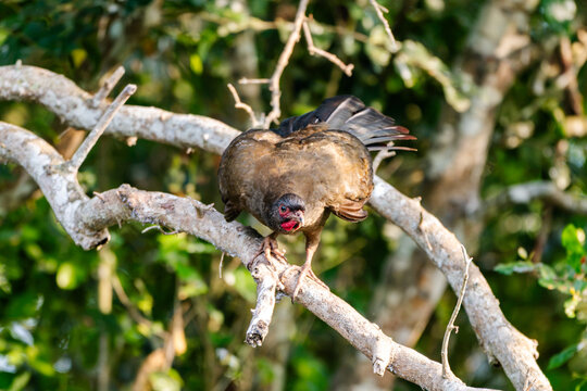 Chaco chachalaca perched on a bare branch in the Pantanal