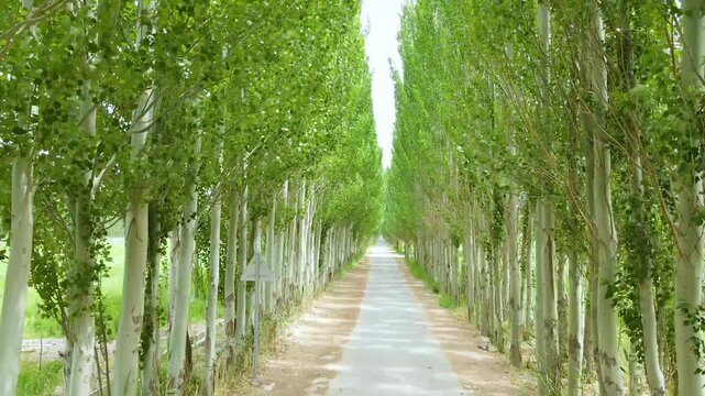 Scenic Green Poplar Tree Avenue with a Straight Country Path