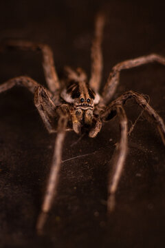 Detailed macro photograph of a front-facing wolf spider (Hogna radiata) showcasing its distinctive eye arrangement, sensory hairs, and chelicerae.