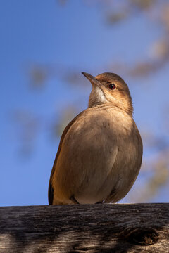 Low-angle portrait of a rufous hornero (Furnarius rufus) looking up while perched on a rustic wooden beam.