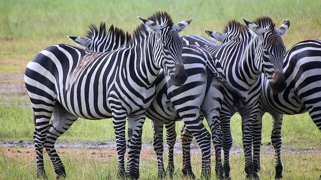 Zebras stand side by side on African savanna grassland beneath clear sky in open habitat. Equus quagga gathers sunlit plains, forming a calm striped wildlife scene.