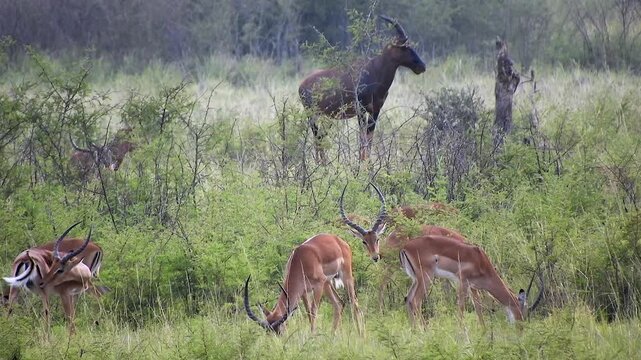 Sable antelope and impalas graze together across lush African savanna under warm sunlight. Hippotragus niger shares grassland with Aepyceros melampus in peaceful mixed herd habitat.