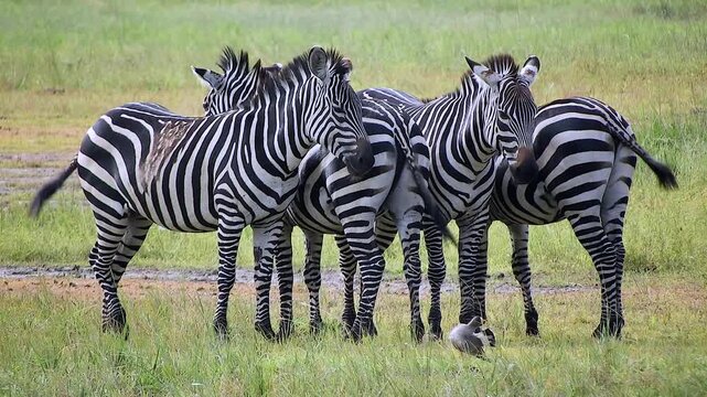 Zebras stand side by side on African savanna grassland beneath clear sky in open habitat. Equus quagga gathers sunlit plains, forming a calm striped wildlife scene.