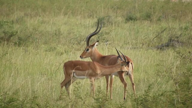 Two impala males face each other in African grassland as curved horns signal dominance. Aepyceros melampus confronts rival within sunlit savanna, showing alert antelope behavior.