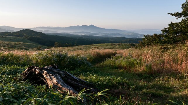 Fukushima native meadow with weathered stump