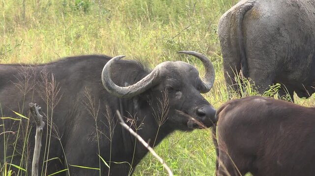 African buffalo herd grazes across savanna grassland beside bushes in warm open habitat. Syncerus caffer moves through sunlit plains, forming powerful bovine wildlife grouping.