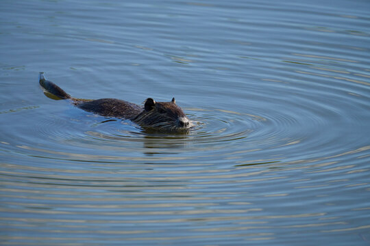 Nutria, Myocastor coypus schwimmt im Bucher Stausee, Rainau-Buch, Deutschland