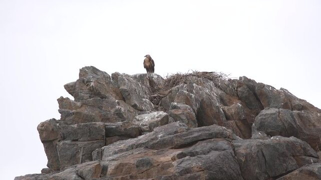 Solitary raptor perches on rocky outcrop above barren steppe terrain under open sky. Lone predatory avian surveys stony uplands from high perch, watchful across wild grassland.