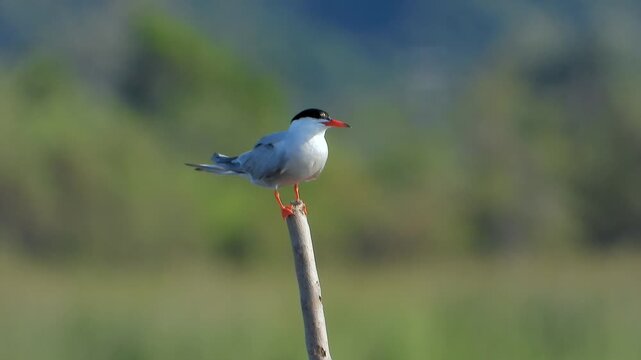 Common tern perches on wooden stake with coastal bird detail, alert posture open sky. Sterna hirundo rests on narrow post above water, seabird portrait scene natural avian habitat.