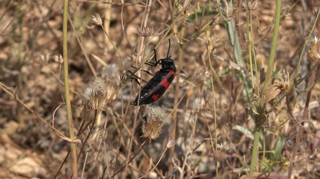 Variable blister beetle Mylabris variabilis resting on dry grass shows bold warning colors. Soft bodied arthropod displays red orange banding, toxic signal, entomology detail.