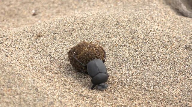 Dung beetle rolling manure ball across sandy ground showing unique animal behavior. Scarab transports sphere arid survival instinct, entomology visual appeal.