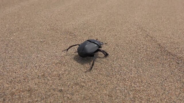 Black dung beetle walks alone across desert sand forming minimal wildlife macro scene. Solitary arthropod crosses arid terrain, composition, harsh habitat, survival mood.