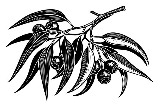 Detailed eucalyptus branch with seed pods in vintage engraving style, botanical gumnuts vector illustration