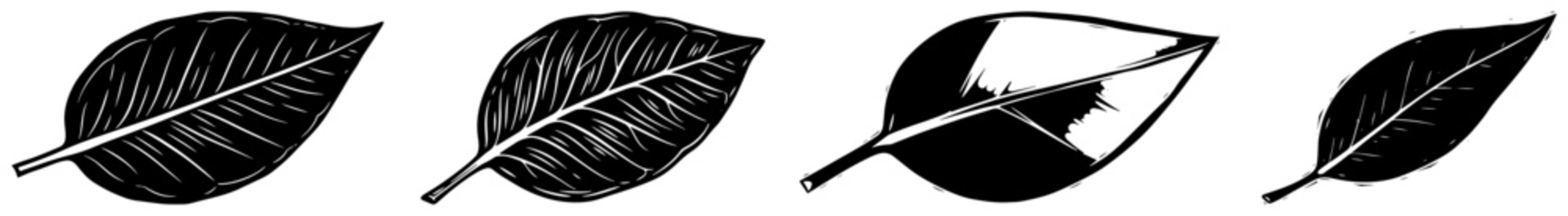 Single leaves collection in vintage woodcut engraving style, different foliage types vector botanical illustration