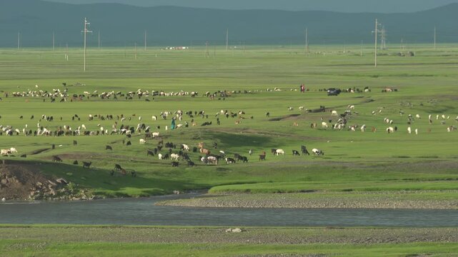Wide Mongolian steppe shows grazing animals with a river flowing in the foreground plain. Water source crosses open pasture, pastoral fauna central asian wilderness, broad expanse.