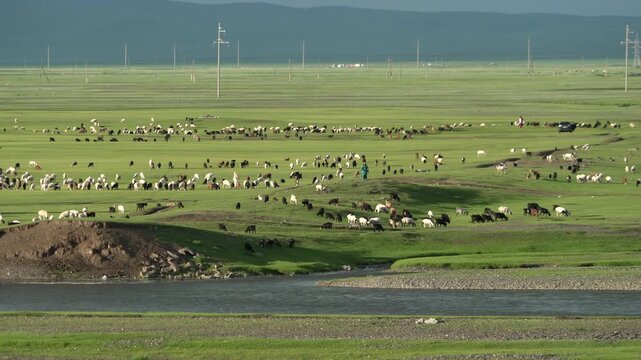 Wide Mongolian steppe shows grazing animals with a river flowing in the foreground plain. Water source crosses open pasture, pastoral fauna central asian wilderness, broad expanse.