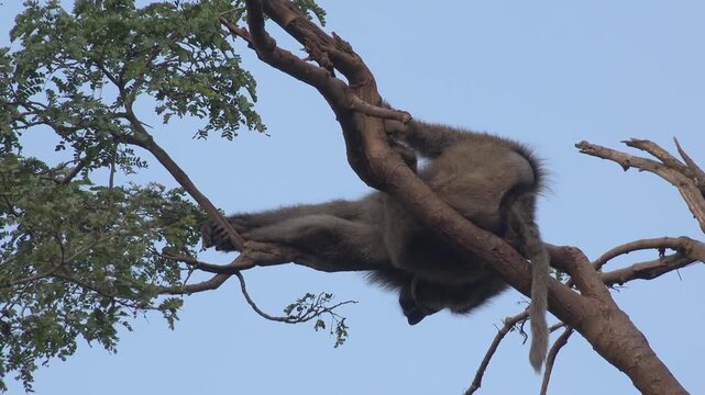 Sleeping baboon monkey resting among tree branches across African savanna wildlife environment. Primate rests foliage, daytime shade, relaxed posture, safari nature mood visual appeal.