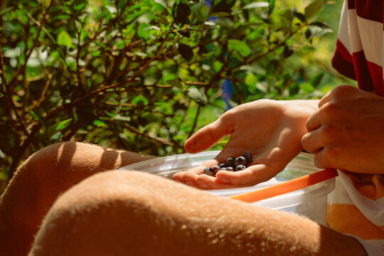 Fresh American blueberries being harvested by hand into a transparent plastic bucket among fruit laden bushes on a sunny summer day, cinematic color graded photography