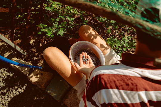 Fresh American blueberries being harvested by hand into a transparent plastic bucket among fruit laden bushes on a sunny summer day, cinematic color graded photography