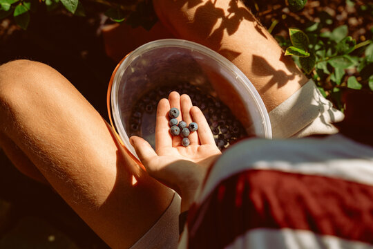 Fresh American blueberries being harvested by hand into a transparent plastic bucket among fruit laden bushes on a sunny summer day, cinematic color graded photography