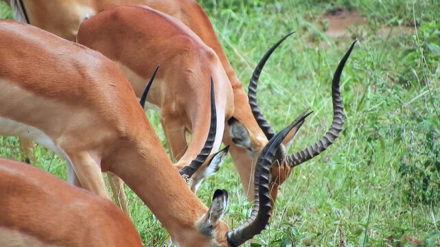 African impala antelopes grazing on savanna grassland showing natural feeding behavior. Wild ungulates feed across open plains, safari mammals, herbivore pasture ecology.