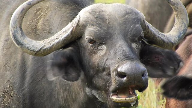 Close up portrait of African buffalo ruminating during daylight within natural savanna habitat. Wild bovine emphasizes heavy horns, expressive gaze, safari mammal character visual appeal.