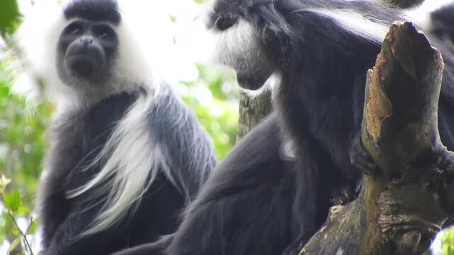 Black and white colobus monkeys resting on tree branches in Rwanda rainforest habitat. Arboreal primates perch quietly among leafy boughs, social grouping, tropical wilderness mood.