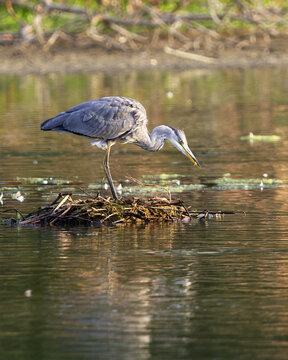 A grey heron, Ardea cinerea leans forward in a focused hunting pose, beak nearly touching the reflective pond surface, captured in a tight vertical portrait of its elegant profile.