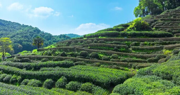 Terraced green tea plantation rises across a hillside under bright sunlight, bordered by dense forested mountains and blue sky with scattered clouds.
