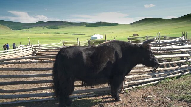 Black yak stands tied to wooden fence in Mongolia across treeless grassland beside green hills. Dark bovine waits near pasture corral with shaggy coat, quiet rural presence, sturdy build.