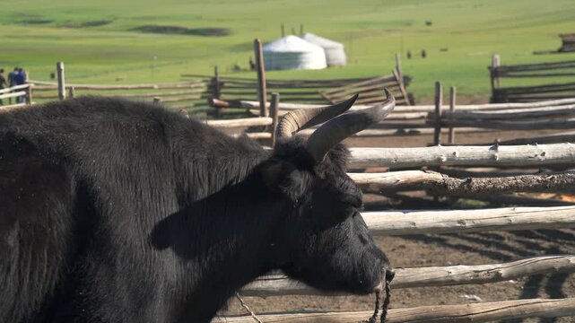 Black yak stands tied to wooden fence in Mongolia across treeless grassland beside green hills. Dark bovine waits near pasture corral with shaggy coat, quiet rural presence, sturdy build.