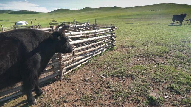 Black yak stands tied to wooden fence in Mongolia across treeless grassland beside green hills. Dark bovine waits near pasture corral with shaggy coat, quiet rural presence, sturdy build.