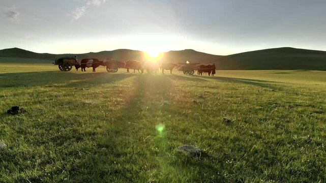 Cinematic aerial view shows Mongolian nomad migration with yaks plus wooden carts at sunset. Traditional pastoral journey crosses treeless steppe amid herders wagons, glowing dusk.
