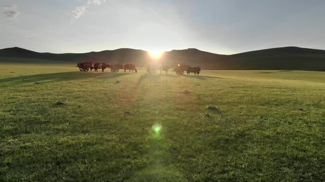 Cinematic aerial view shows Mongolian nomad migration with yaks plus wooden carts at sunset. Traditional pastoral journey crosses treeless steppe amid herders wagons, glowing dusk.