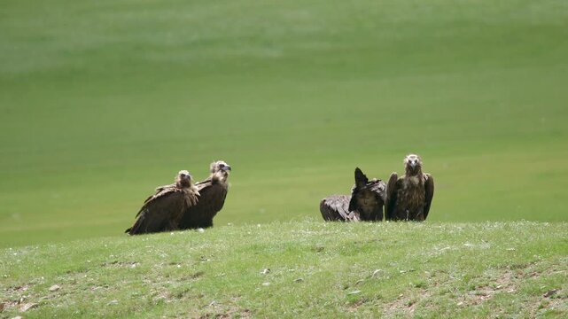 Black vulture flock spreads wings across treeless meadow grassland in dramatic open plain. Large scavenger birds gather on steppe pasture with communal display and dark feather forms.