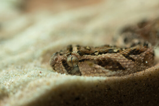 Close-up of the head of a puff adder in the sand.