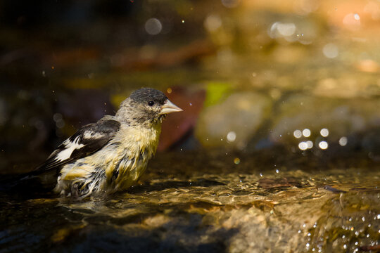 Lesser Goldfinch bathing