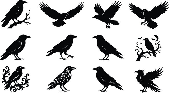 Set of black crow silhouettes in various poses perfect for spooky halloween decorations and gothic design projects
