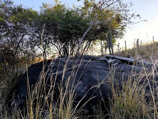 Large dark boulder in dry grass with sparse trees and cacti under a clear sky © Davi Alves