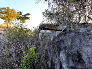 Overgrown Rocky Terrain with Sparse Vegetation and Distant Trees Under a Clear Sky © Davi Alves