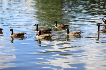 Flock of Canada geese swimming in a rippling river in summer © fluffypw88
