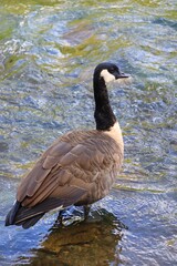 Canada Goose on Water with Colorful Textures and Reflections © fluffypw88