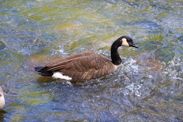 Canada Goose on Water with Colorful Textures and Reflections © fluffypw88