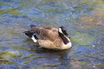 Canada Goose on Water with Colorful Textures and Reflections © fluffypw88