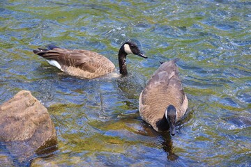 Two Canada Geese on Water with Colorful Textures and Reflections © fluffypw88