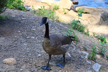 Canada Goose Emerging from River onto a Rocky Riverbank © fluffypw88