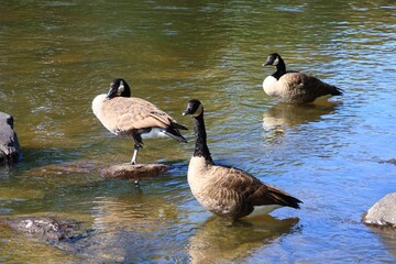 Three Canada geese resting on rocks in shallow river water © fluffypw88